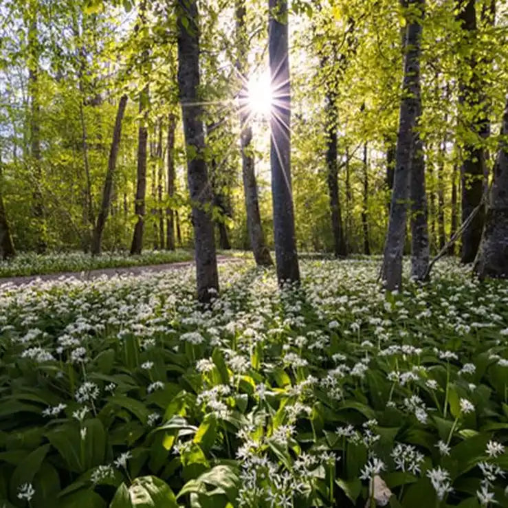 The Edible Outdoors | A Seasonal Guide to UK Foraging
