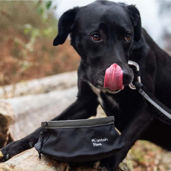 Dog Food Bowl