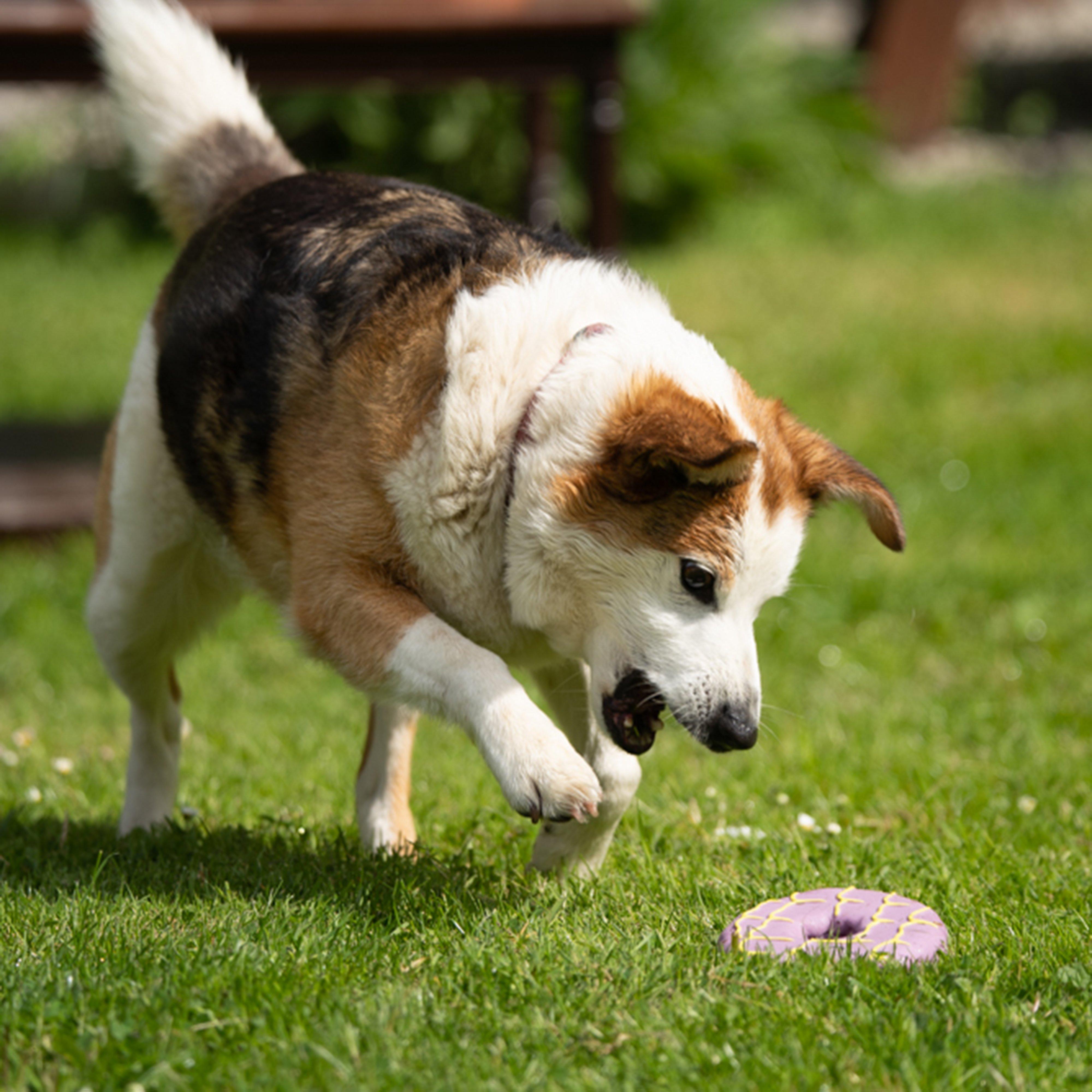 Iced Ring Biscuit Latex Dog Toy