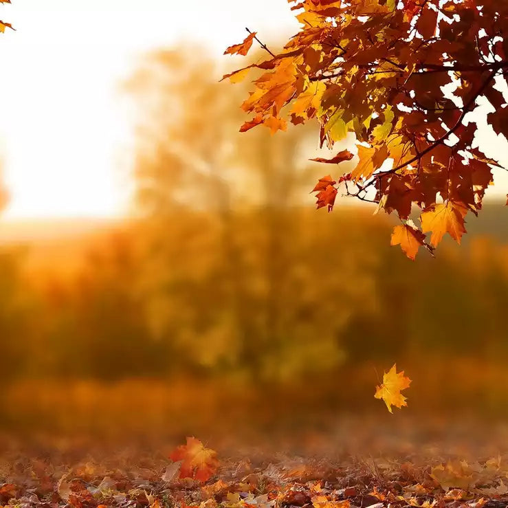 The UK's Best Autumn Hiking Spots