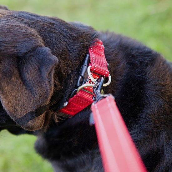 Double Up Dog Collar (Medium)