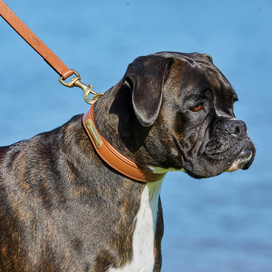 Padded Leather Dog collar