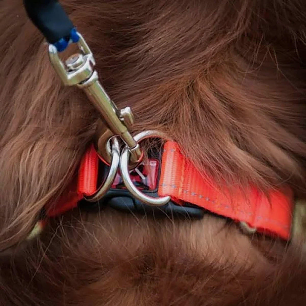 Double Up Dog Collar (Small)