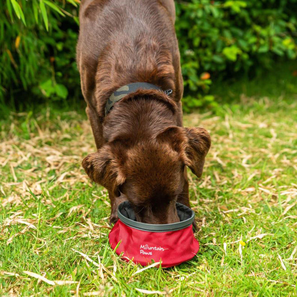 Collapsible Water Bowl