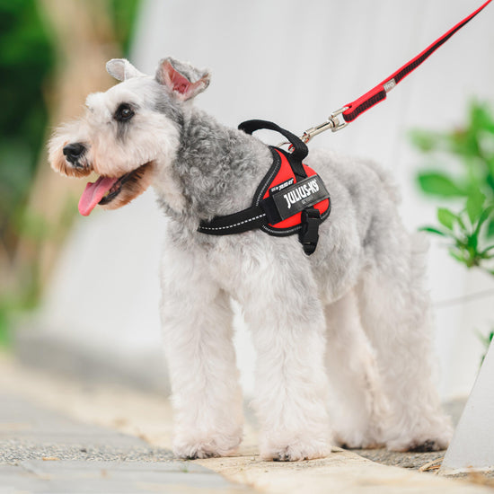 Original K9 Powerharness Mini-Mini