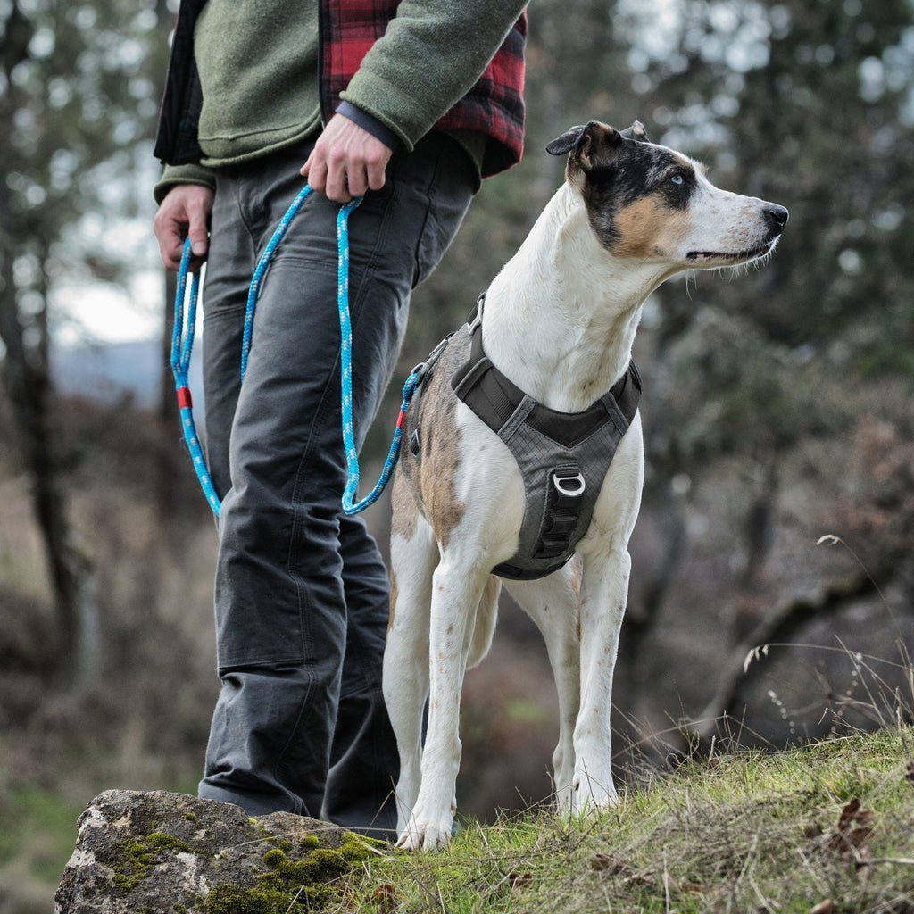 Journey Air Dog Harness