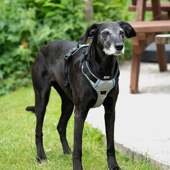 Pet Face Outdoor Paws Adventure Harness Sling Large